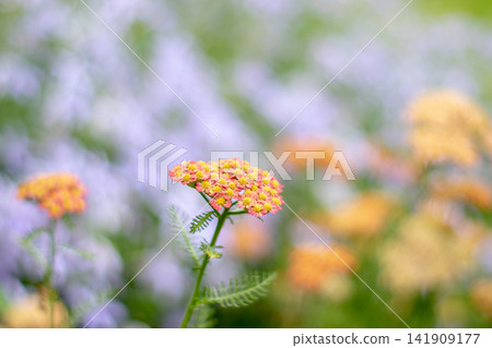Pink ornamental yarrow flower cluster with colorful garden bokeh 141909177
