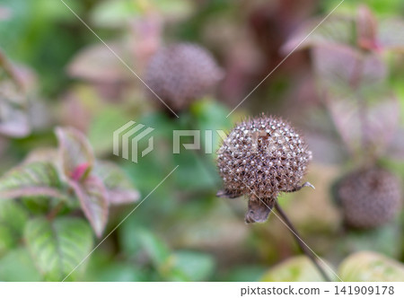 Dry bee balm seedhead with green foliage and soft natural bokeh Dry bee balm seedhead with green foliage and soft natural bokeh 141909178