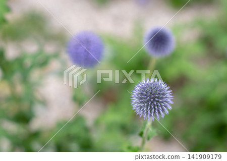 Blue Echinops ritro globe thistle flower head with soft garden bokeh Blue Echinops ritro globe thistle flower head with soft garden bokeh 141909179
