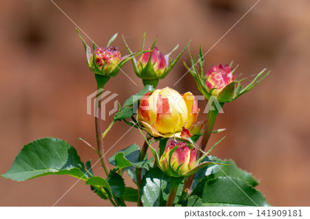 rose budding growing in garden setting 141909181