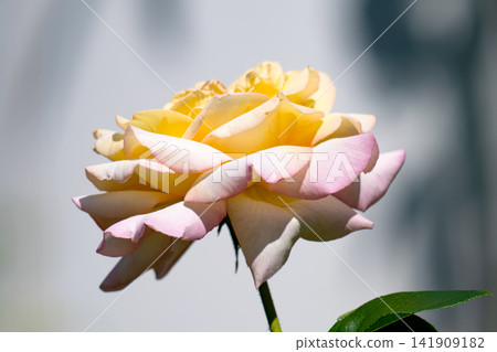 rose budding growing in garden setting rose budding growing in garden setting 141909182