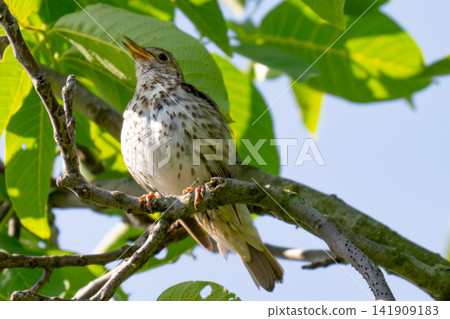A Spotted Bird Perched A Spotted Bird Perched 141909183
