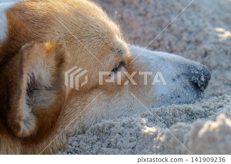 A corgi happily lounges on the sand on the beach. 141909236