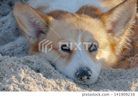 A corgi happily lounges on the sand on the beach. A corgi happily lounges on the sand on the beach. 141909238