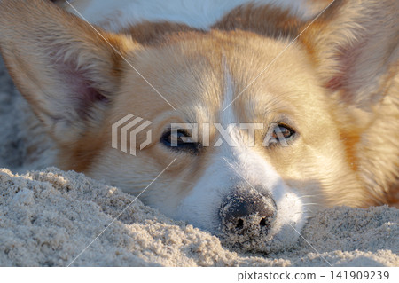 A corgi happily lounges on the sand on the beach. A corgi happily lounges on the sand on the beach. 141909239