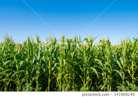 young fresh corn field growing, agriculture farming rural young fresh corn field growing, agriculture farming rural 141909240
