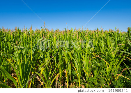 young fresh corn field growing, agriculture farming rural young fresh corn field growing, agriculture farming rural 141909241