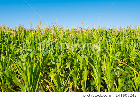 young fresh corn field growing, agriculture farming rural young fresh corn field growing, agriculture farming rural 141909242