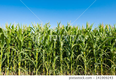young fresh corn field growing, agriculture farming rural 141909243