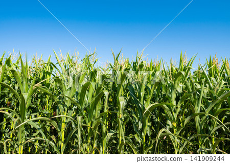 young fresh corn field growing, agriculture farming rural young fresh corn field growing, agriculture farming rural 141909244