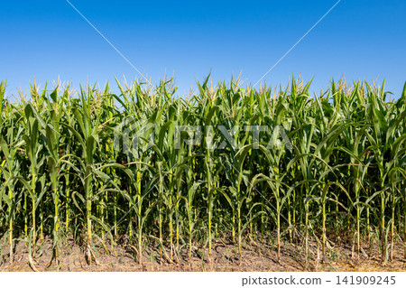 young fresh corn field growing, agriculture farming rural young fresh corn field growing, agriculture farming rural 141909245