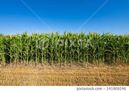 young fresh corn field growing, agriculture farming rural young fresh corn field growing, agriculture farming rural 141909246