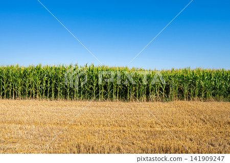 young fresh corn field growing, agriculture farming rural young fresh corn field growing, agriculture farming rural 141909247