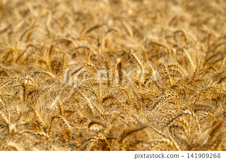 field with spikelets of ripe wheat field with spikelets of ripe wheat 141909268