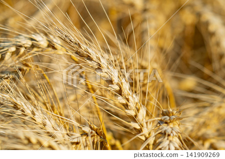 field with spikelets of ripe wheat field with spikelets of ripe wheat 141909269