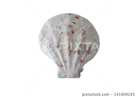 Sea worn scallop shell isolated on white background Sea worn scallop shell isolated on white background 141909285