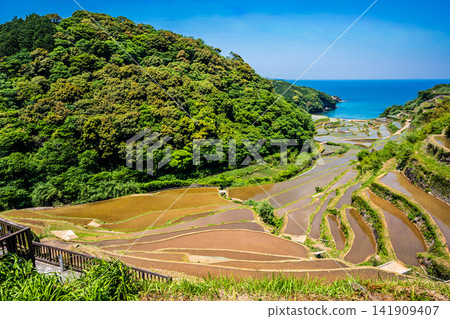 Hamanoura Rice Terraces (after rice planting) [Genkai Town, Higashimatsuura District, Saga Prefecture] 141909407