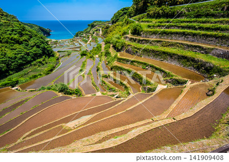 Hamanoura Rice Terraces (after rice planting) [Genkai Town, Higashimatsuura District, Saga Prefecture] 141909408