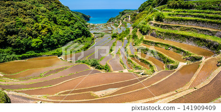 Panoramic view of the terraced rice fields of Hamanoura (after rice planting) [Genkai-cho, Higashimatsuura-gun, Saga Prefecture] 141909409
