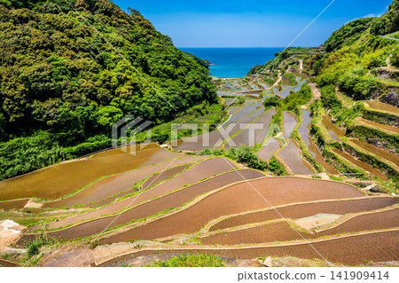 濱之浦梯田（稻米種植後）[佐賀縣東松浦郡玄海町] 141909414