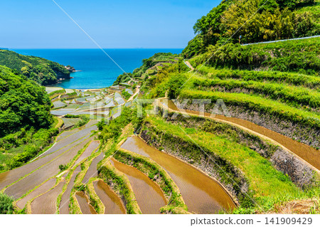 Hamanoura Rice Terraces (after rice planting) [Genkai Town, Higashimatsuura District, Saga Prefecture] 141909429