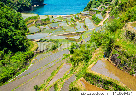 Hamanoura Rice Terraces (after rice planting) [Genkai Town, Higashimatsuura District, Saga Prefecture] 141909434