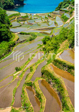 Hamanoura Rice Terraces (after rice planting) [Genkai Town, Higashimatsuura District, Saga Prefecture] 141909436