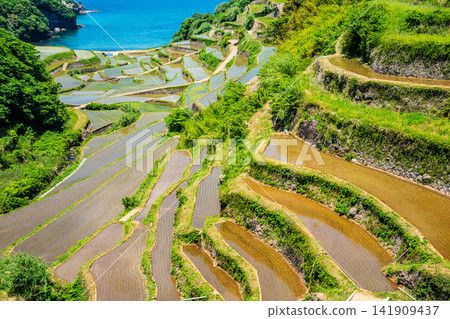 Hamanoura Rice Terraces (after rice planting) [Genkai Town, Higashimatsuura District, Saga Prefecture] 141909437
