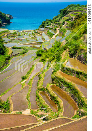 Hamanoura Rice Terraces (after rice planting) [Genkai Town, Higashimatsuura District, Saga Prefecture] 141909438