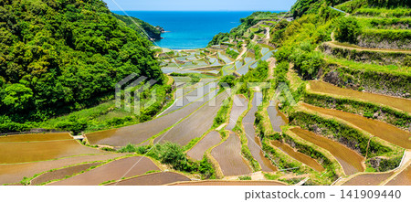 濱之浦梯田全景（插秧後）[佐賀縣東松浦郡玄界町] 141909440