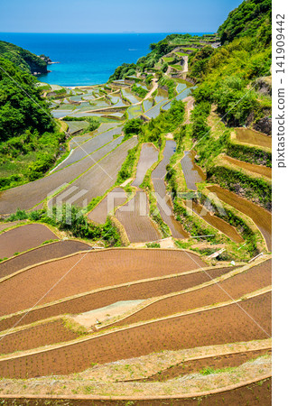 Hamanoura Rice Terraces (after rice planting) [Genkai Town, Higashimatsuura District, Saga Prefecture] 141909442