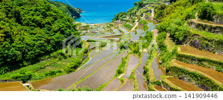 Panoramic view of the terraced rice fields of Hamanoura (after rice planting) [Genkai-cho, Higashimatsuura-gun, Saga Prefecture] 141909446