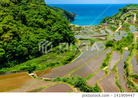 濱之浦梯田（稻米種植後）[佐賀縣東松浦郡玄海町] 141909447