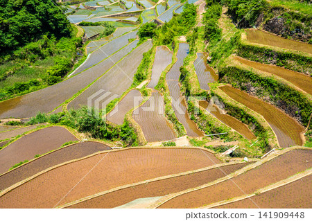 Hamanoura Rice Terraces (after rice planting) [Genkai Town, Higashimatsuura District, Saga Prefecture] 141909448