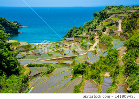 Hamanoura Rice Terraces (after rice planting) [Genkai Town, Higashimatsuura District, Saga Prefecture] 141909455
