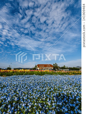 Nemophila fields, blue sky, and cirrocumulus clouds at Agri Park Ryuo Nemophila fields, blue sky, and cirrocumulus clouds at Agri Park Ryuo 141909464