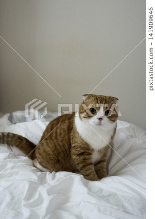Scottish Fold cat lying on bed Scottish Fold cat lying on bed 141909646