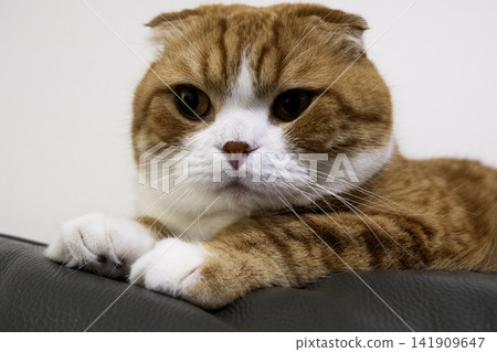 Close up portrait of Scottish Fold cat Close up portrait of Scottish Fold cat 141909647