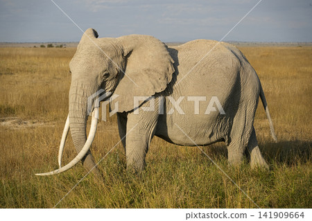 African elephants with enormous tusks African elephants with enormous tusks 141909664