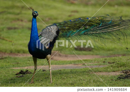 Indian peacock Indian peacock 141909884