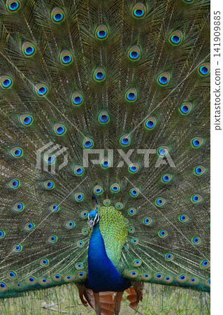 Indian peacock Indian peacock 141909885