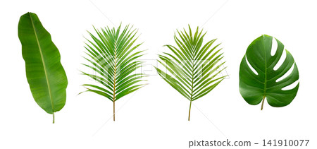 Banana, palm and monstera green leaf tropical plant isolated on white background. Banana, palm and monstera green leaf tropical plant isolated on white background. 141910077