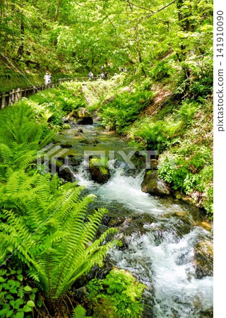A clear stream flowing through the fresh green forest A clear stream flowing through the fresh green forest 141910090