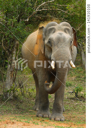 Sri Lankan elephant Sri Lankan elephant 141910108