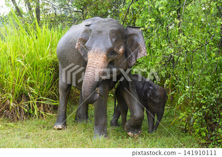 Sri Lankan elephant Sri Lankan elephant 141910111