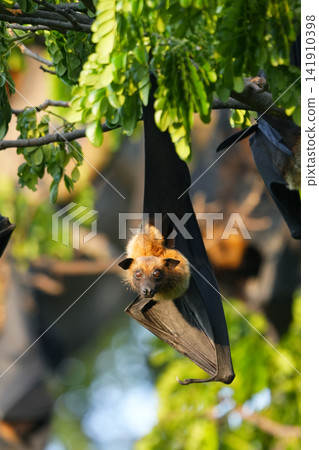 印度飛行蝙蝠 印度飛行蝙蝠 141910398