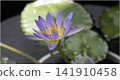 微型生態環境中盛開的睡蓮 141910458
