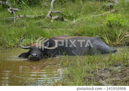 Water buffalo Water buffalo 141910906