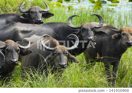 Water buffalo Water buffalo 141910908