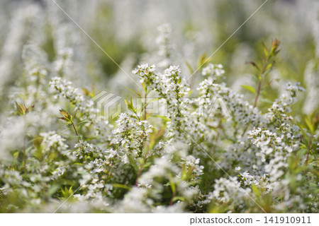 The white flowers of Spiraea thunbergii are in bloom. The scientific name is Spiraea thunbergii. 141910911
